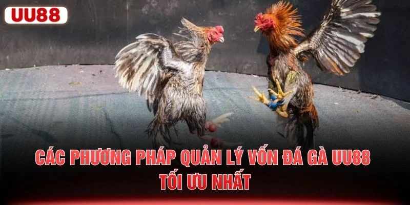 Các phương pháp quản lý vốn đá gà UU88 tối ưu nhất
