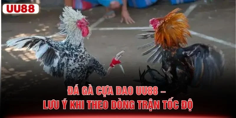 Đá Gà Cựa Dao UU88 – Lưu Ý Khi Theo Dòng Trận Tốc Độ