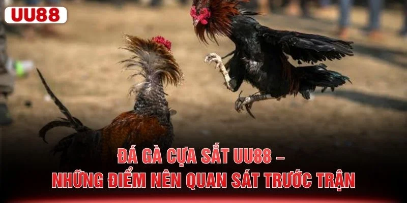 Đá Gà Cựa Sắt UU88 – Những Điểm Nên Quan Sát Trước Trận