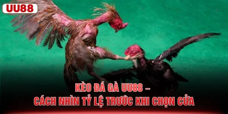 Kèo Đá Gà UU88 – Cách Nhìn Tỷ Lệ Trước Khi Chọn Cửa