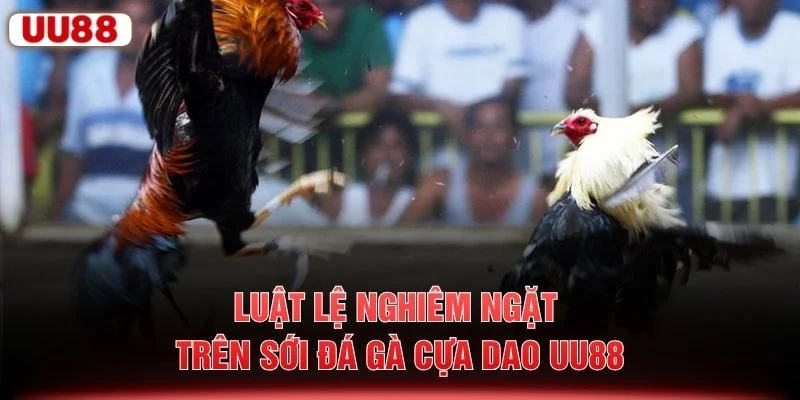 Luật lệ nghiêm ngặt trên sới đá gà cựa dao UU88
