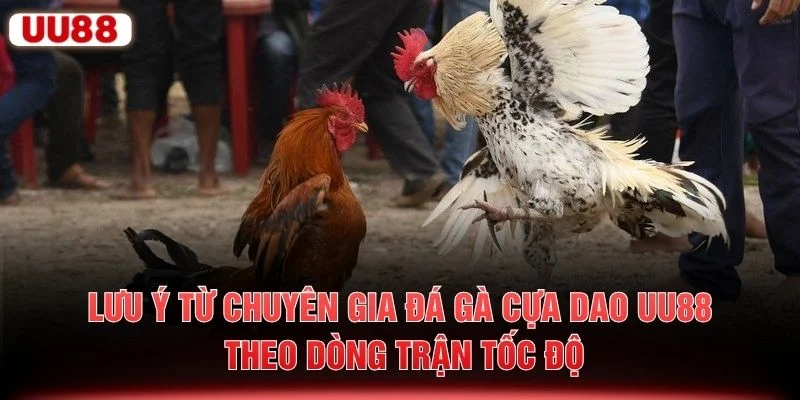 Lưu ý từ chuyên gia đá gà cựa dao UU88 theo dòng trận tốc độ