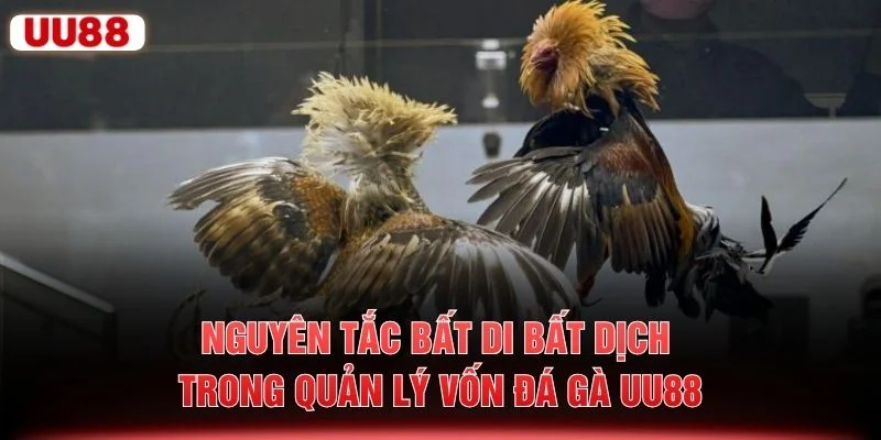Nguyên tắc bất di bất dịch trong quản lý vốn đá gà UU88