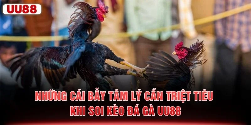 Những cái bẫy tâm lý cần triệt tiêu khi soi kèo đá gà UU88
