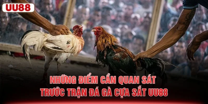 Những điểm cần quan sát trước trận đá gà cựa sắt UU88