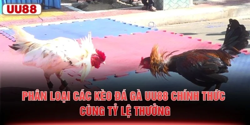 Phân loại các kèo đá gà UU88 chính thức cùng tỷ lệ thưởng