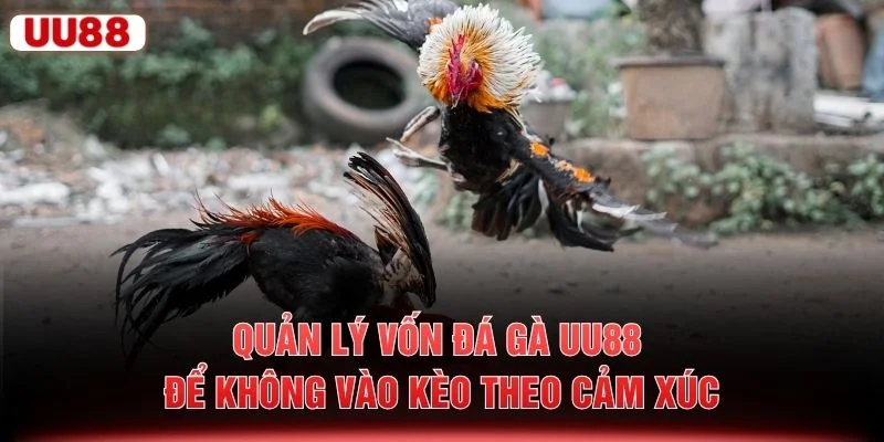 Quản Lý Vốn Đá Gà UU88 Để Không Vào Kèo Theo Cảm Xúc