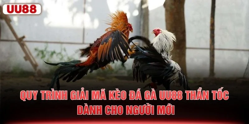 Quy trình giải mã kèo đá gà UU88 thần tốc dành cho người mới