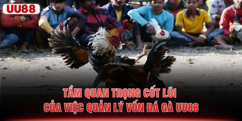Tầm quan trọng cốt lõi của việc quản lý vốn đá gà UU88