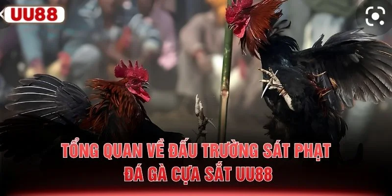 Tổng quan về đấu trường sát phạt đá gà cựa sắt UU88