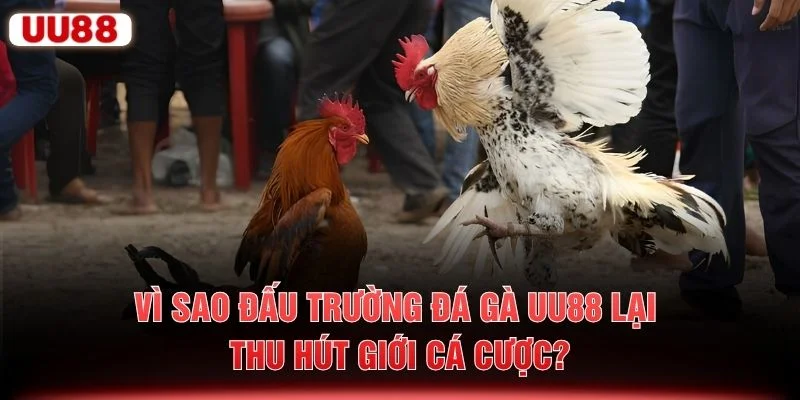 Vì sao đấu trường đá gà UU88 lại thu hút giới cá cược?