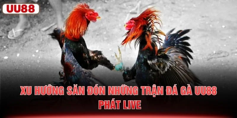 Xu hướng săn đón những trận đá gà UU88 phát live